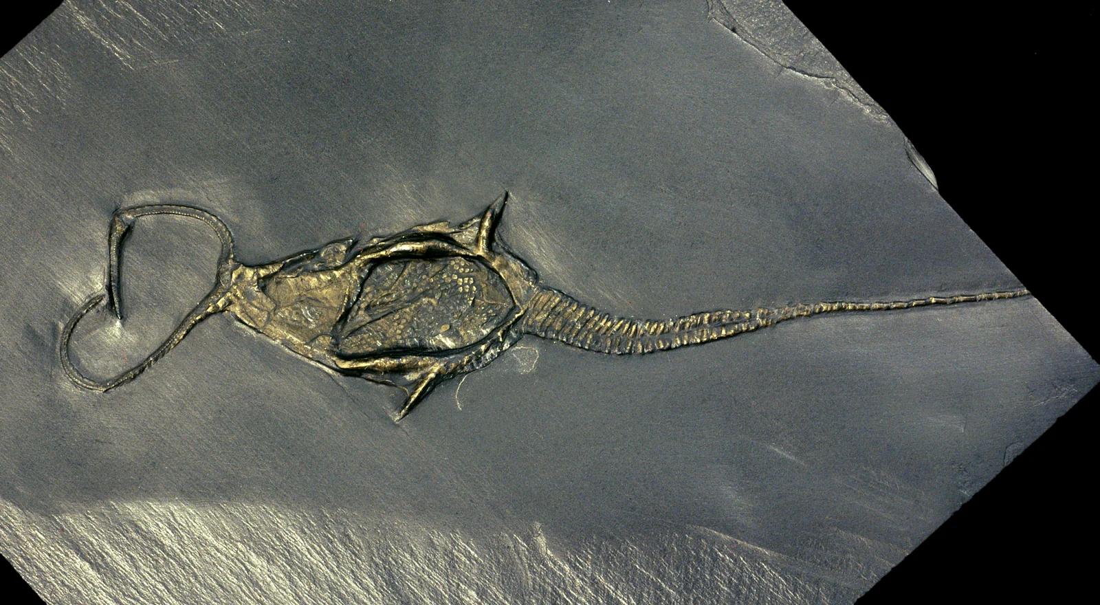 Pyritized fossil arthropod from the Hunsrück Slate, rotated 90° from its natural orientation to match the grid, a real KINISI capture