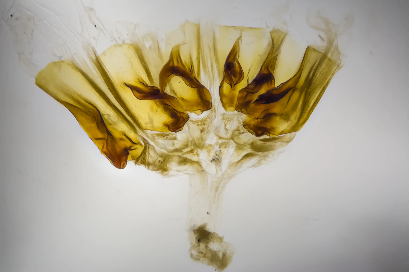Focus-stacked photograph of a dissected proventriculus mount from a Cosmozosteria specimen, a real KINISI capture