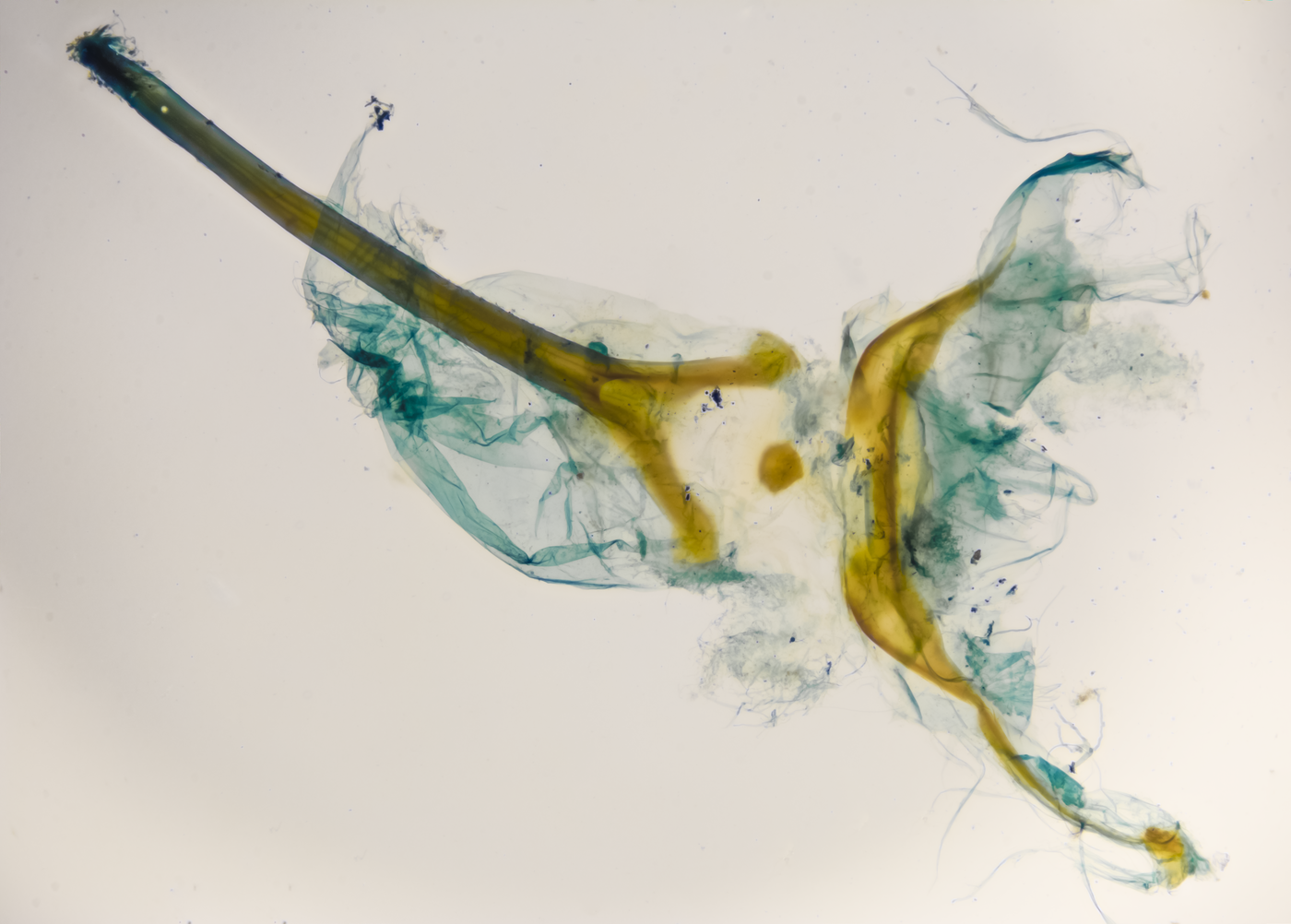 Dissected genitalia mount of the same beetle, sub-millimetre detail