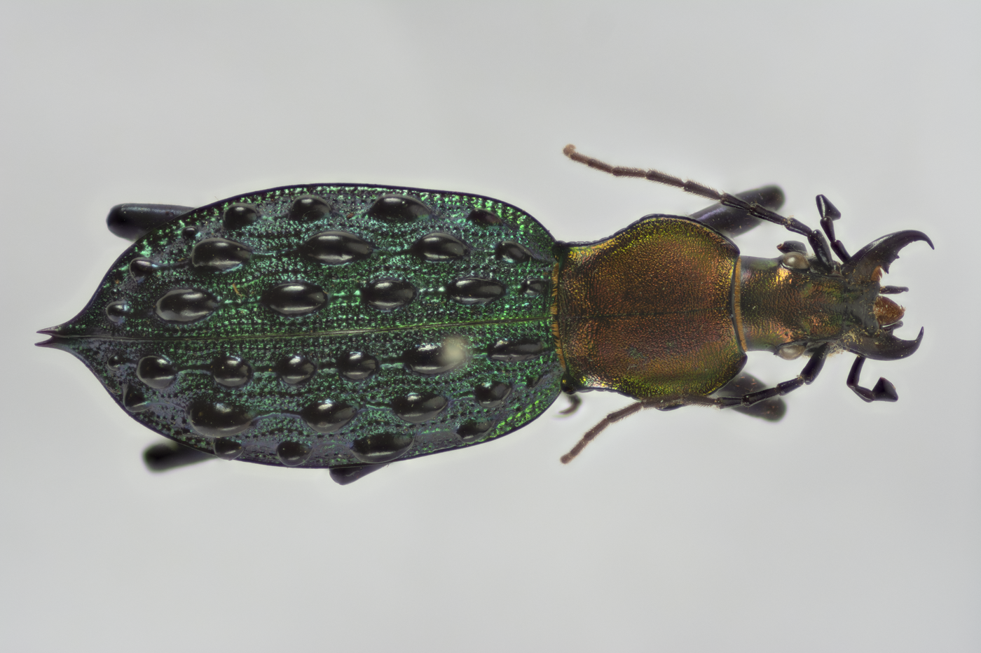 Whole beetle specimen, dorsal view, roughly 1cm, from the Senckenberg capture run