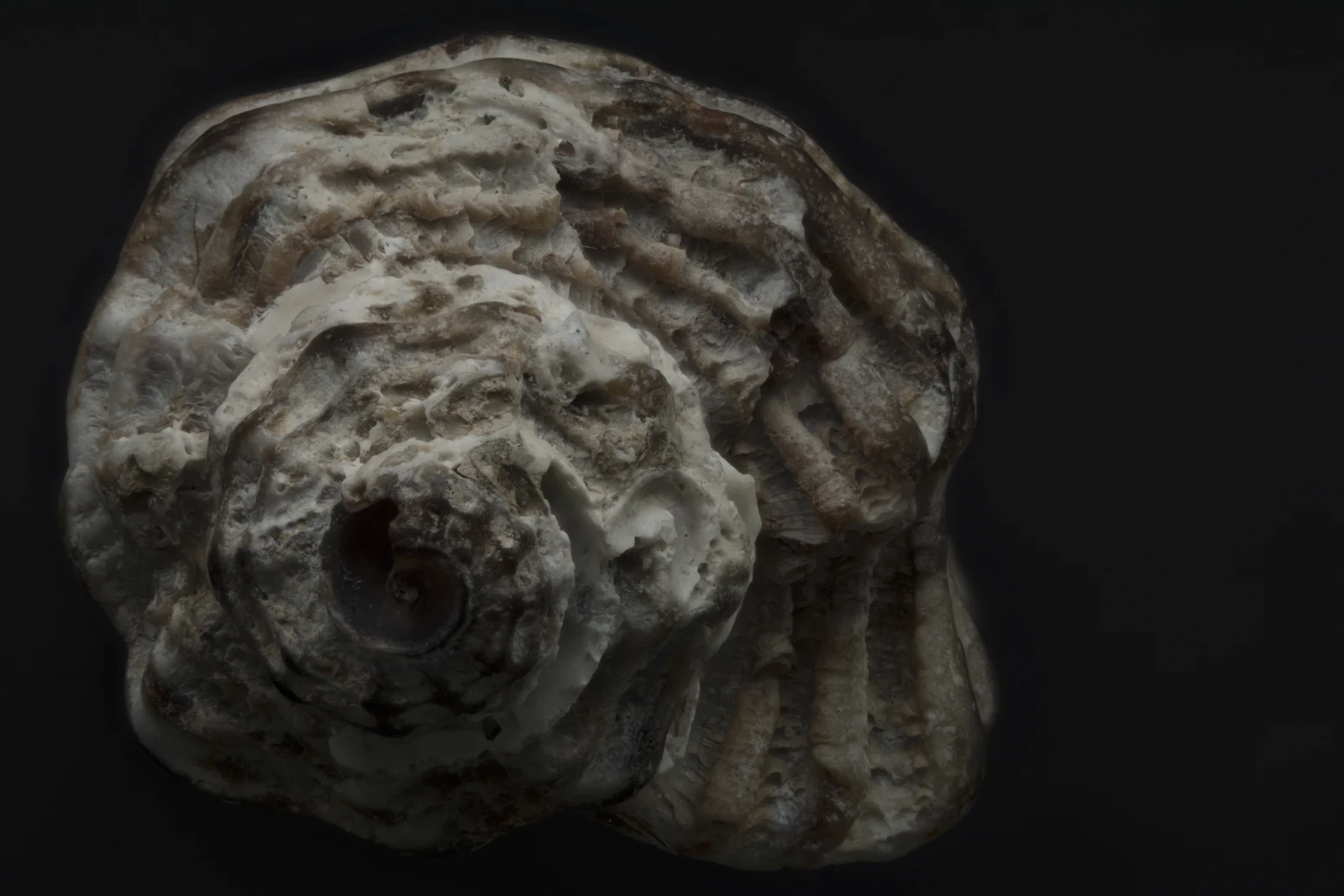 Focus-stacked macro photograph of a snail shell, apertural view, a real KINISI capture