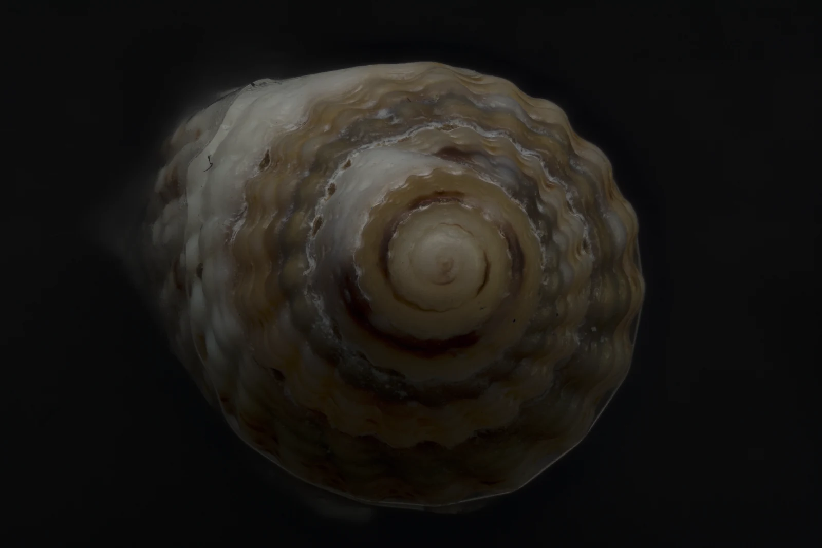 Focus-stacked macro photograph of a second snail shell, apical view, a real KINISI capture
