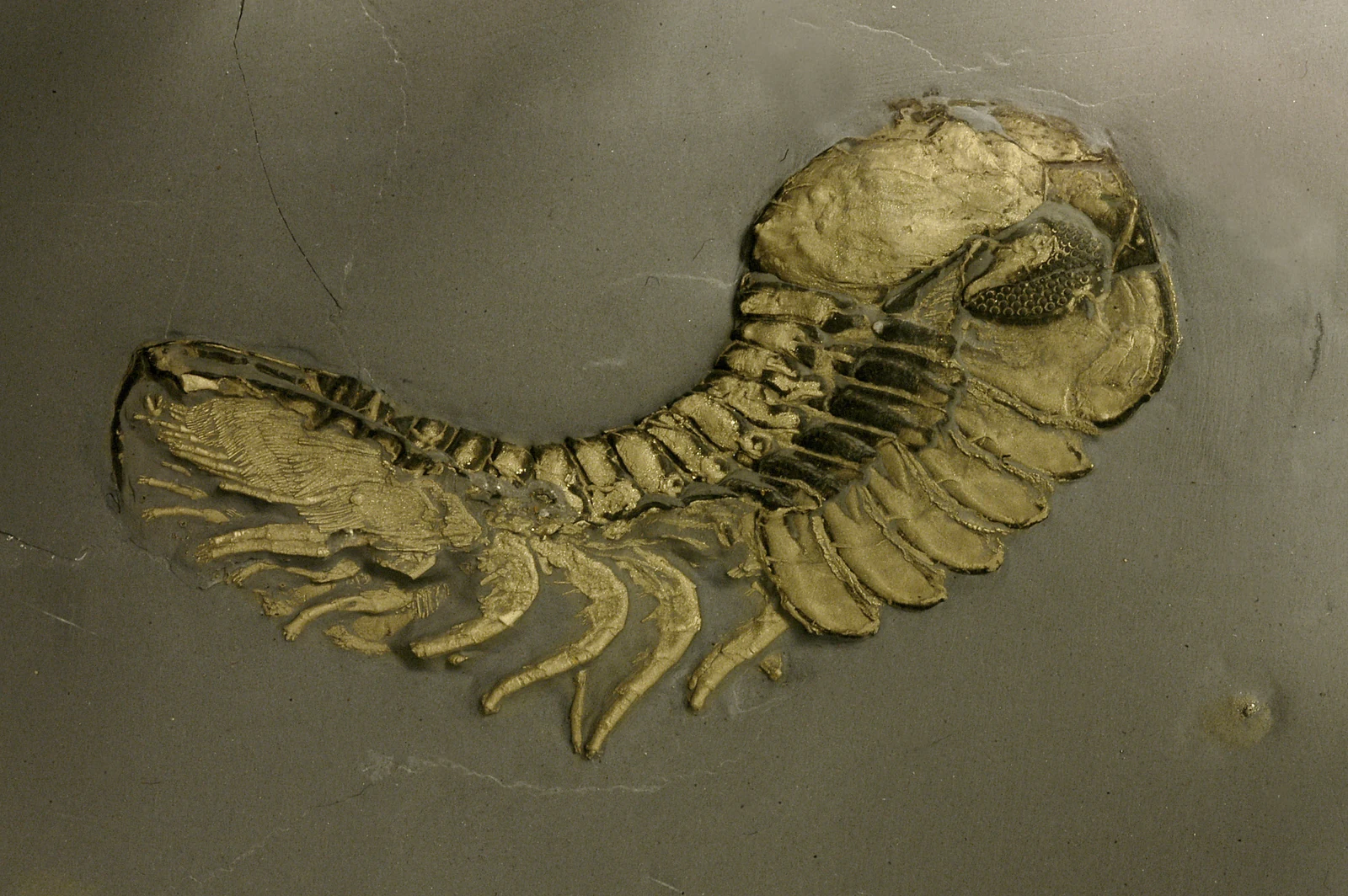 Pyritized trilobite fossil from the Hunsrück Slate, a real KINISI capture